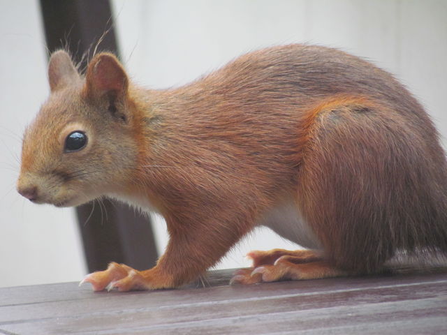 Eichkatze eichhrnchen eichkatze terrasse 