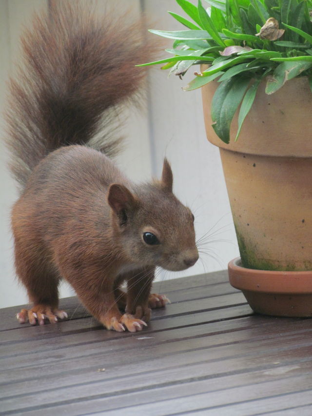 Sch�chtern eichh�rnchen eichkatze terrasse sch�chtern 