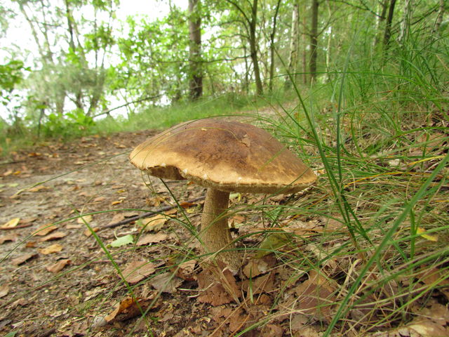 shrooooommm shroom wald pilz belgien 