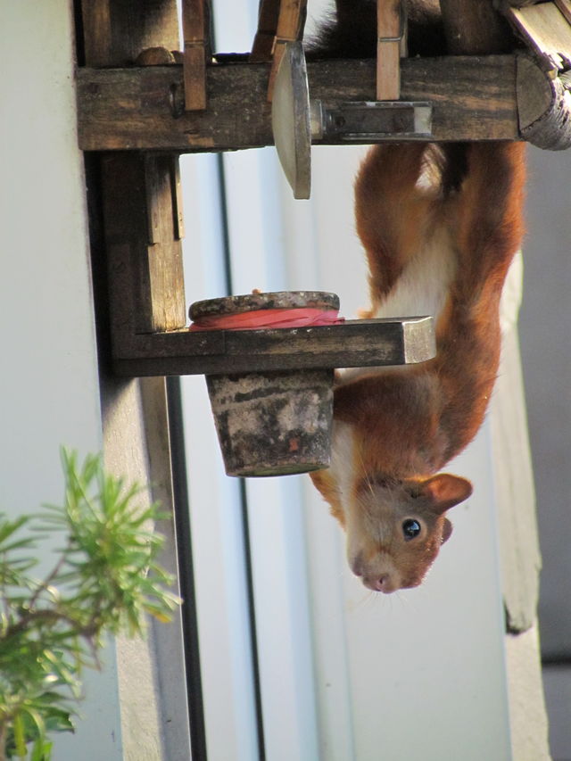 hangover futter kopf�ber herbst eichh�rnchen 