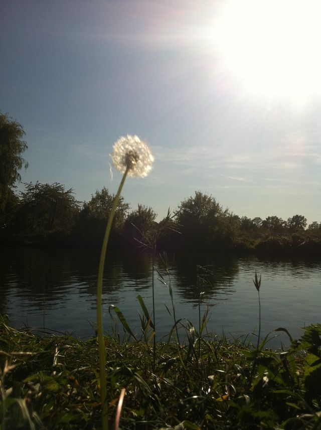 am kanal pusteblume herbst sommer kanal 