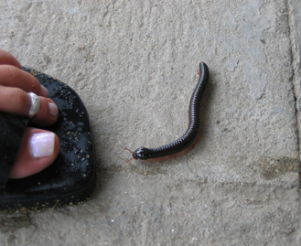 1000 f�sse? insekt tausendf�ssler tier 