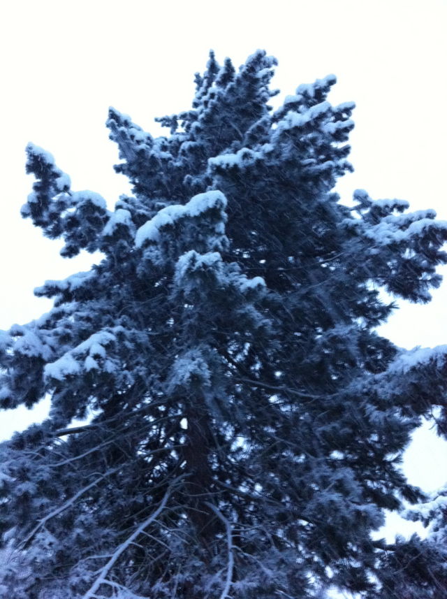 schnee in k�ln k�ln schnee winter weiss 