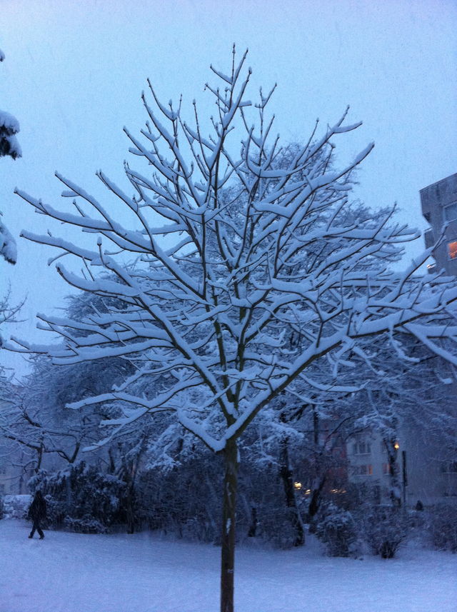 schnee in k�ln baum k�ln schnee winter weiss 