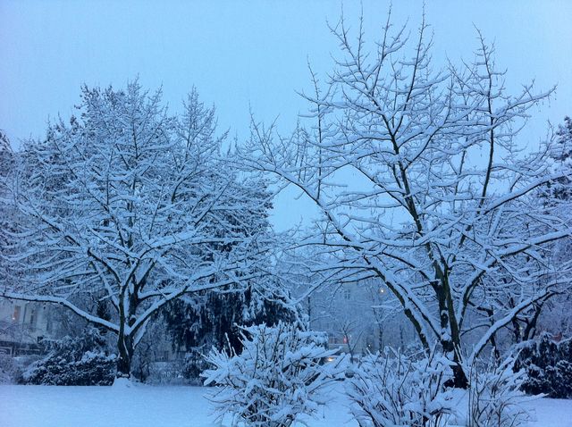 schnee in k�ln baum k�ln park schnee winter weiss r�merpark 