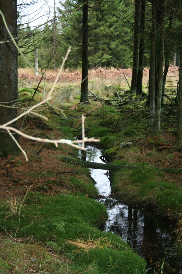 moor belgien hohes venn hohesvenn moor 