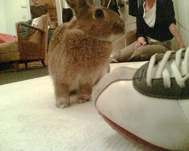 bunny shoes kaninchen sportschuh wohnzimmer 