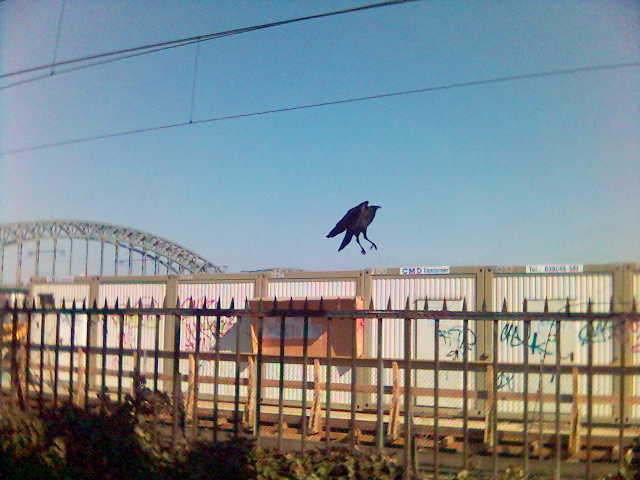 Grosser schwarzer Vogel fliegen rabe bruecke himmel koeln vogel zaun kraehe tier 