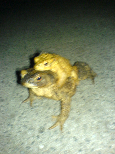 Fr�hling ist da! frosch fr�sche paarung fr�hling 