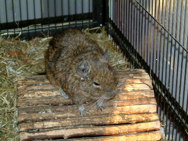 Gefhrliches Kampf-Raubtier degu elmo tier 