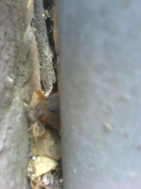 maus angst maus ecke tier s�dstadt 