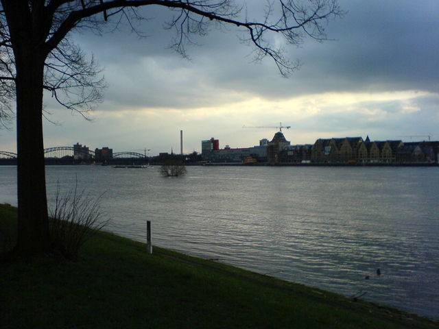 Poller Wiesen unter Wasser! hochwasser poll wiesen baum k�ln rhein 