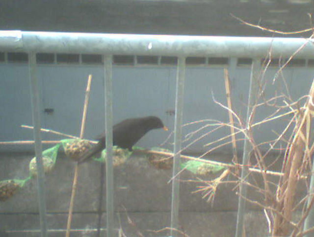 Vogel futtert meisenkn�del 