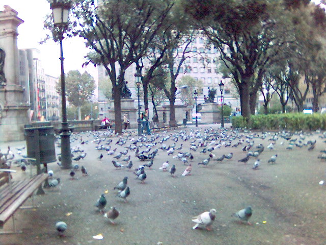 Tauben in Aspik tauben vogelpest vgel barcelona urlaub 