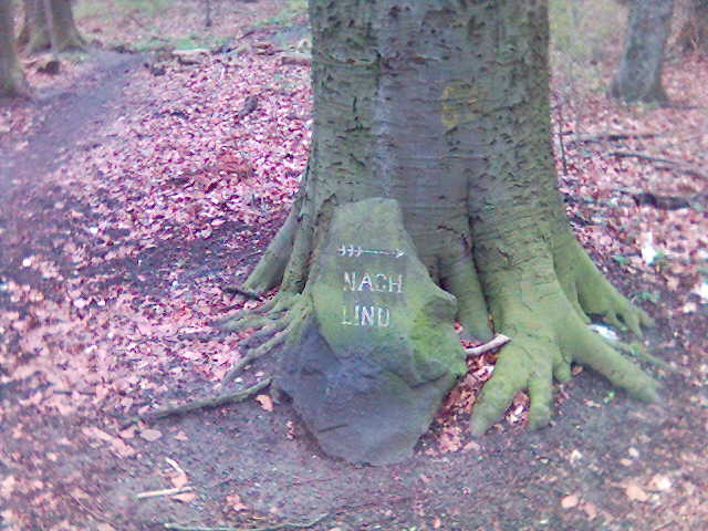 Nach Linux? blaetter boden pfeil wegweiser wurzel baum natur stein wald 