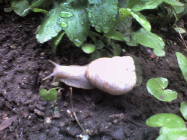 schnecke schnecke natur tier 