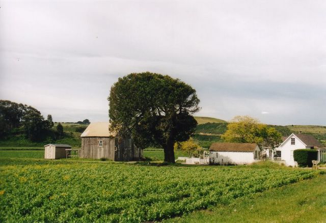  idylle amerika baum 