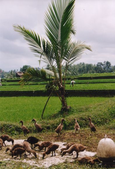  enten reisfeld bali 