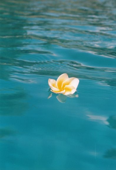  schwimmbad blume bali 