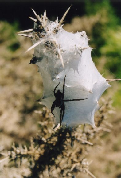  fiese spinne neuseeland 