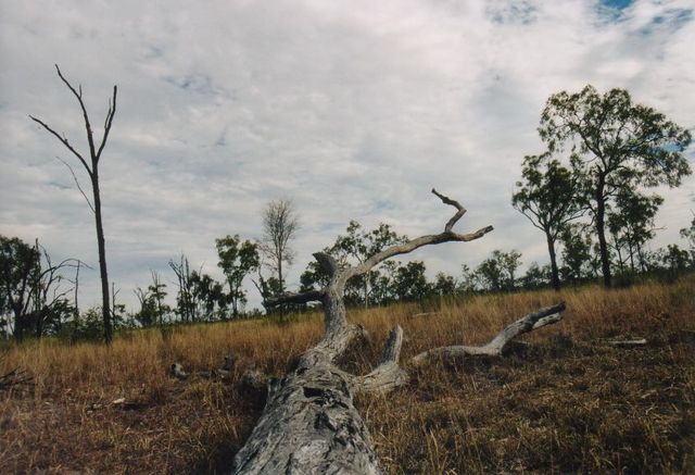  australien baum 