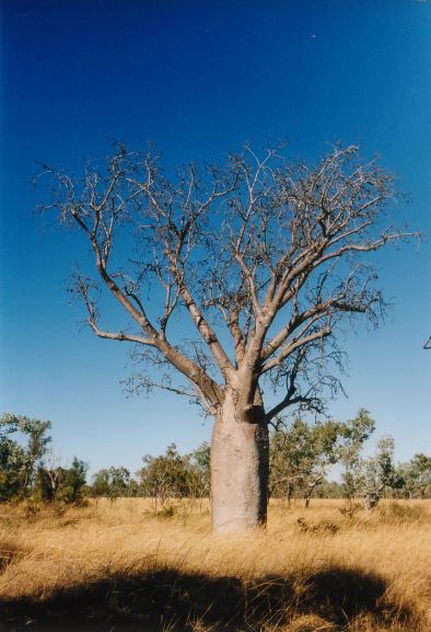  australien baum 