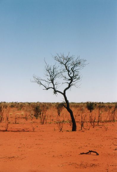  australien baum 