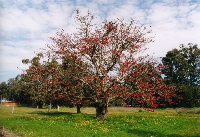  australien baum 