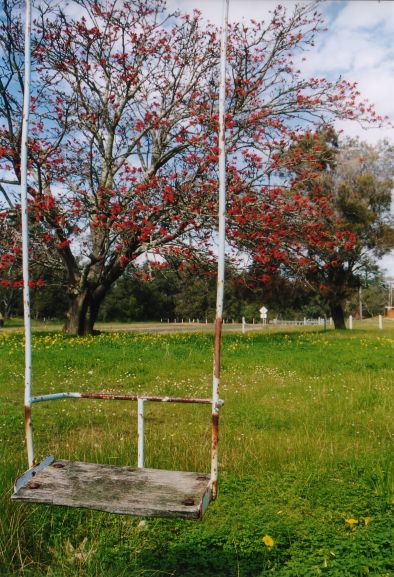  schaukel australien baum 