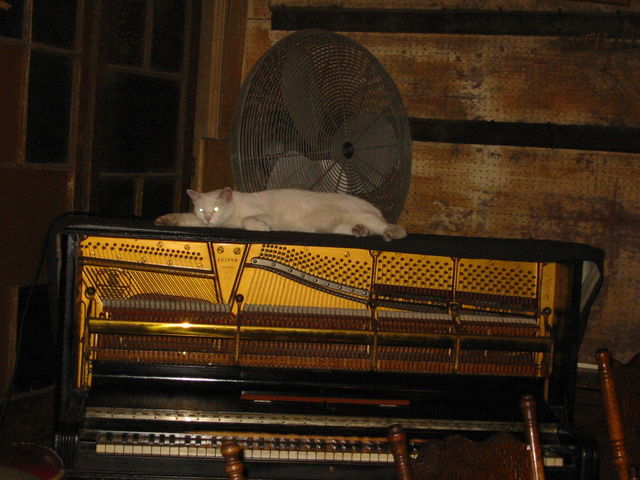  katze klavier 