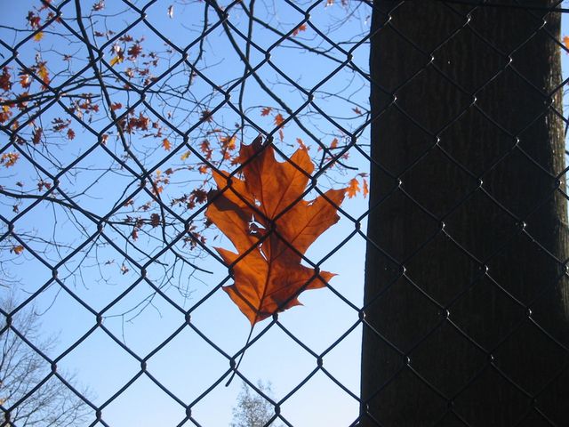  blatt herbst zaun 