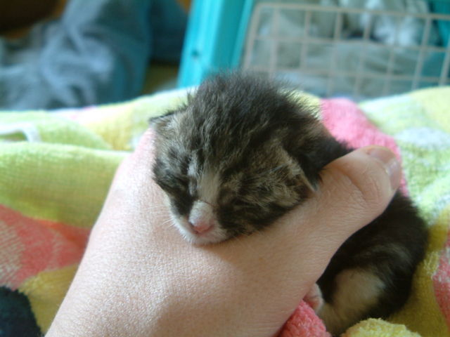 Benutze piclog oder ich erwrge diese Katze hand katze schlafen tier handtuch 