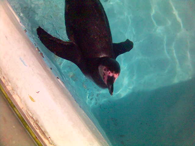 Flugunfhiger Wasservogel becken pinguin tier vogel wasser zoo 