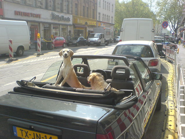 lovely day cabrio auto hunde sommer 