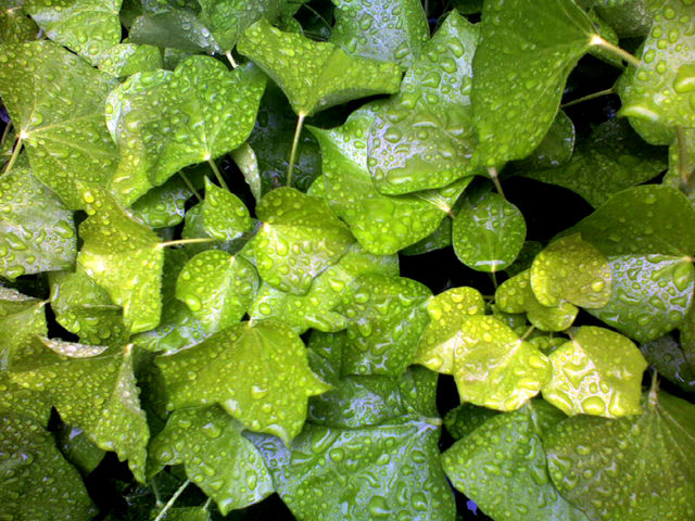 wassertropfen auf blttern tropfen grn natur pflanze strauch wasser bltter 