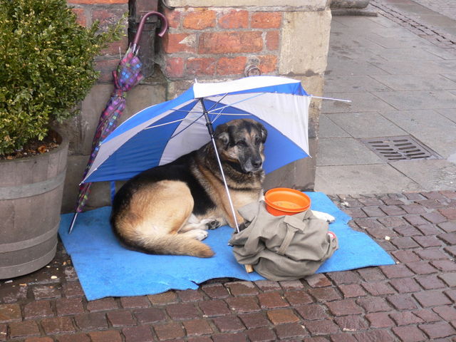 camper regenschirm hund penner bremen 