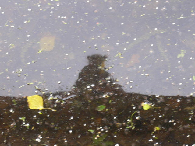 mickey mouse in bremen mickey t�mpel raggi bremen 