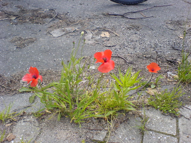 ber-Leben beton leben mohn blume 