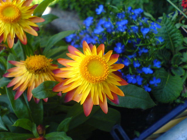 Blumen, bunte blumen bunte balkon 