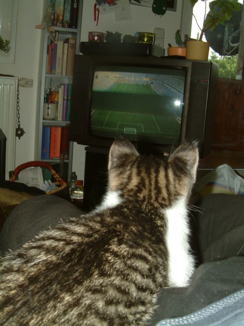 Weltmeisterschaftskatze kasimir deutschland katze wm2006 fu�ball fernsehen schweden 