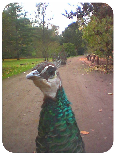 HALT ! vogel 