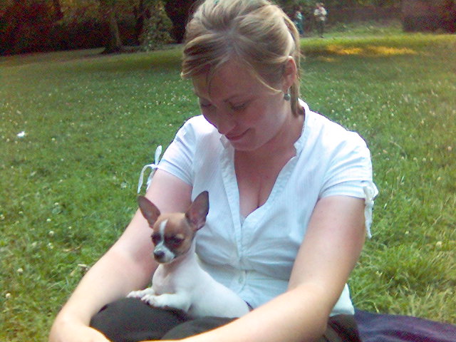 scho�h�ndchen II. scho�h�ndchen park hund chou 