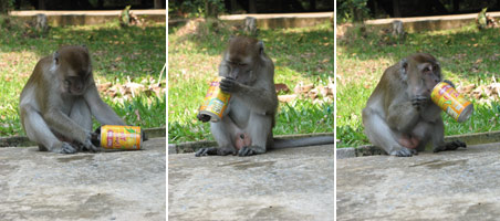 Makake borneo limonadendose makake stehlen untersuchen trinken bako nationalpark 