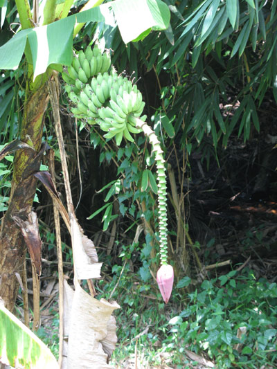 Bananenpimmel cultural penis sarawak village banane botanik pflanze pimmel borneo malaysia 