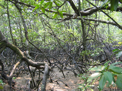 Mangrovengest mangroven bako nationalpark borneo 