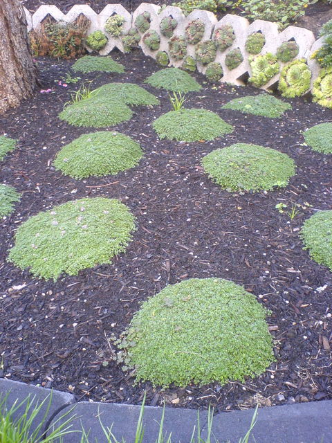 kein maulwurf garten gr�n maulwurf natur pflanze 