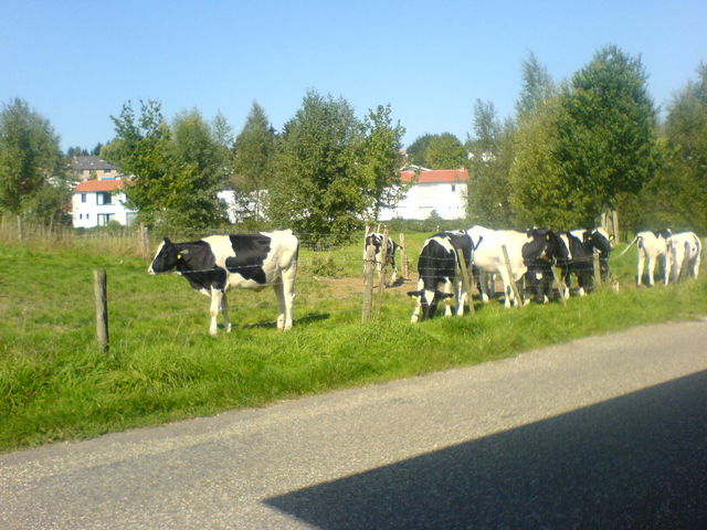 K�he holland sonne idylle k�he 