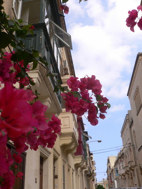 rosa wlkchen haus blumen huser malta 