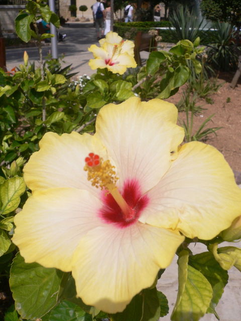 in voller blte blte hibiskus blume malta 