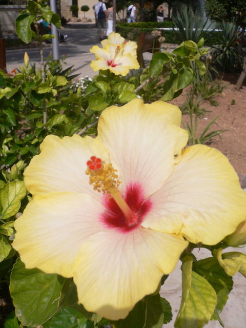 in voller bl�te bl�te hibiskus blume malta 
